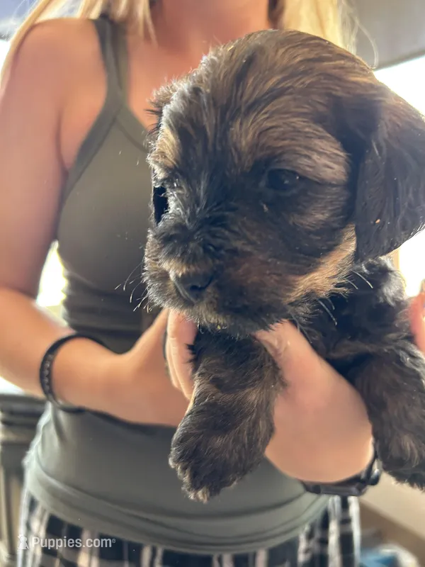 Bear – Miniature Bernedoodle, Miniature Goldendoodle puppy for sale in Brighton, CO