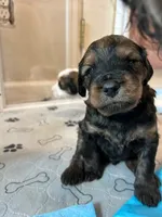 Bear, a male Miniature Bernedoodle and Miniature Goldendoodle for sale in Brighton, CO – Photo 2 of 2