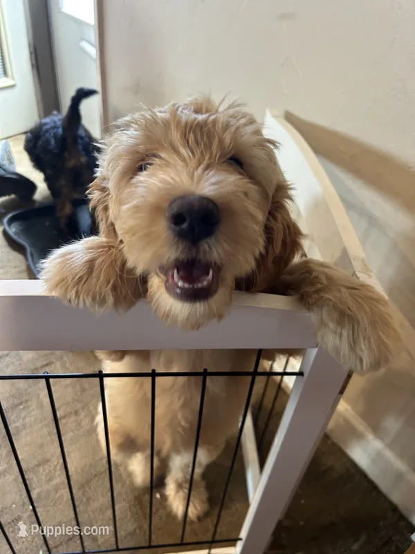 Chicken – Miniature Bernedoodle, Miniature Goldendoodle puppy for sale in Brighton, CO