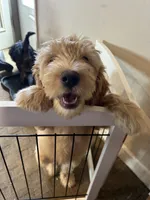 Chicken, a male Miniature Bernedoodle and Miniature Goldendoodle for sale in Brighton, CO – 1 of 10