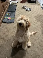 Chicken, a male Goldendoodle for sale in Brighton, CO – 1 of 10