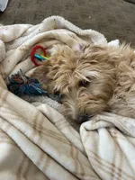 Chicken, a male Bernedoodle for sale in Brighton, CO – 10 of 10