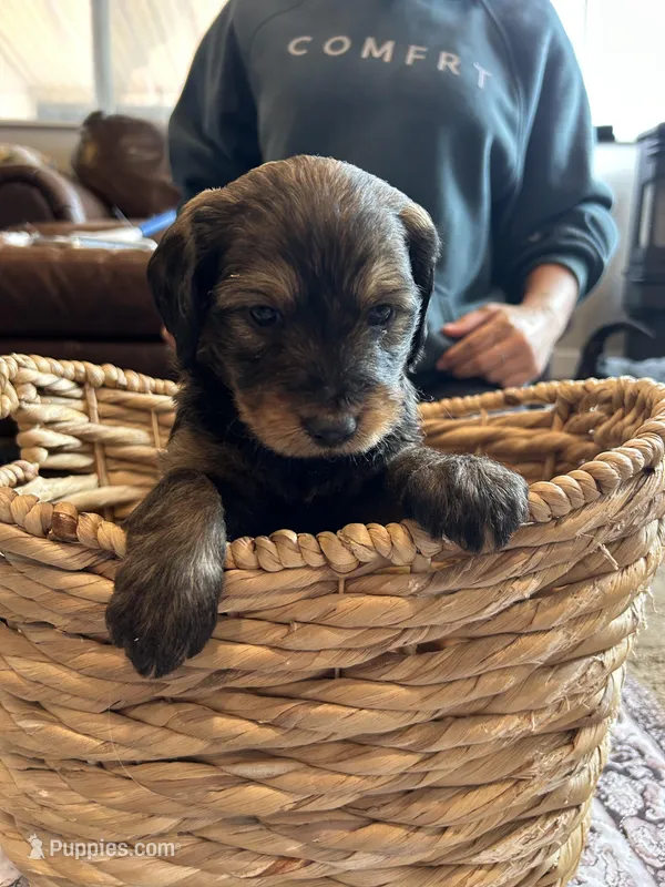 Allie – Miniature Bernedoodle, Miniature Goldendoodle puppy for sale in Brighton, CO