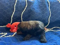 Allie, a female Miniature Bernedoodle and Miniature Goldendoodle for sale in Brighton, CO – Photo 2 of 3