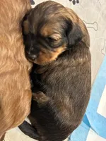 Allie, a female Miniature Bernedoodle and Miniature Goldendoodle for sale in Brighton, CO – Photo 3 of 3