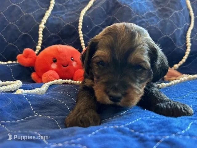 Allie – Miniature Bernedoodle, Miniature Goldendoodle puppy for sale in Brighton, CO
