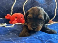 Allie, a female Miniature Bernedoodle and Miniature Goldendoodle for sale in Brighton, CO – Photo 1 of 3