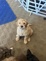 Chicken, a male Miniature Bernedoodle and Miniature Goldendoodle for sale in Brighton, CO – 6 of 10