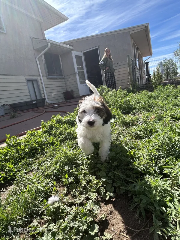 Cow – Miniature Bernedoodle, Miniature Goldendoodle puppy for sale in Brighton, CO