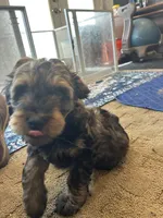 Gater, a male Miniature Bernedoodle and Miniature Goldendoodle for sale in Brighton, CO – 6 of 10
