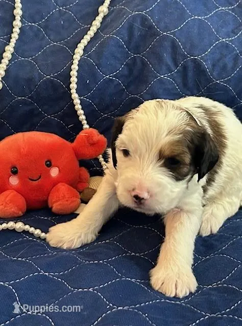 Cow – Miniature Bernedoodle, Miniature Goldendoodle puppy for sale in Brighton, CO