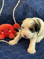 Cow, a male Miniature Bernedoodle and Miniature Goldendoodle for sale in Brighton, CO – Photo 1 of 2