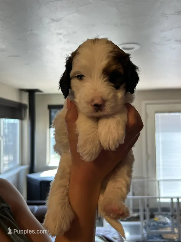 Cow – Miniature Bernedoodle, Miniature Goldendoodle puppy for sale in Brighton, CO