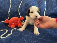 Cow, a male Miniature Bernedoodle and Miniature Goldendoodle for sale in Brighton, CO – Photo 2 of 2