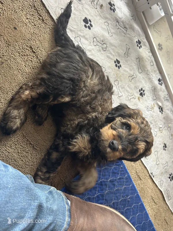 Gater – Miniature Bernedoodle, Miniature Goldendoodle puppy for sale in Brighton, CO
