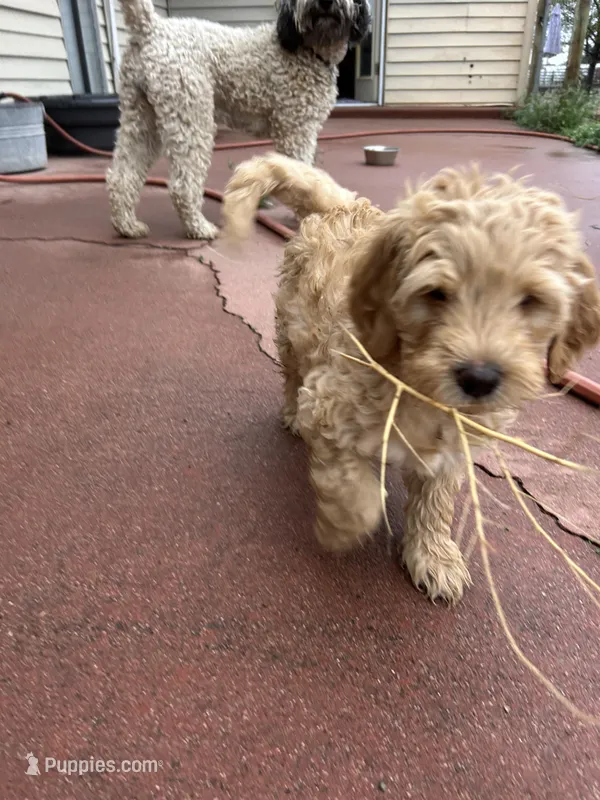 Chicken – Miniature Bernedoodle, Miniature Goldendoodle puppy for sale in Brighton, CO