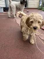 Chicken, a male Miniature Bernedoodle and Miniature Goldendoodle for sale in Brighton, CO – 2 of 10