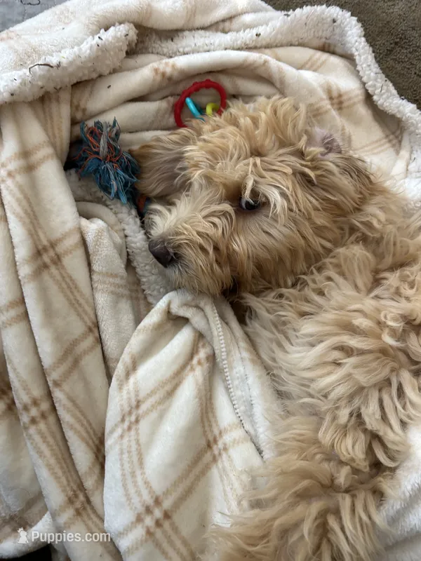 Chicken – Miniature Bernedoodle, Miniature Goldendoodle puppy for sale in Brighton, CO