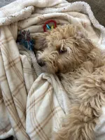 Chicken, a male Bernedoodle for sale in Brighton, CO – 1 of 10