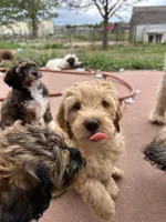 Chicken, a male Miniature Bernedoodle and Miniature Goldendoodle for sale in Brighton, CO – 7 of 10