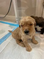 Chicken, a male Miniature Bernedoodle and Miniature Goldendoodle for sale in Brighton, CO – Photo 2 of 2