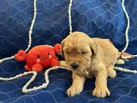 Chicken, a male Miniature Bernedoodle and Miniature Goldendoodle for sale in Brighton, CO – Photo 1 of 2
