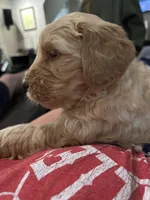 Chicken, a male Miniature Bernedoodle and Miniature Goldendoodle for sale in Brighton, CO – 4 of 10