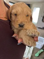 Chicken, a male Miniature Bernedoodle and Miniature Goldendoodle for sale in Brighton, CO – 5 of 10