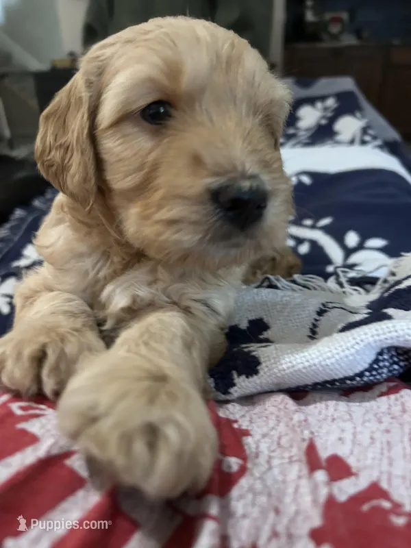 Chicken – Miniature Bernedoodle, Miniature Goldendoodle puppy for sale in Brighton, CO