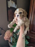 Leaf , a male Cavalier King Charles Spaniel for sale in Centuria, WI – 5 of 8