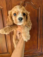 Leaf , a male Cavalier King Charles Spaniel for sale in Centuria, WI – 1 of 8