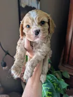 Leaf , a male Cavalier King Charles Spaniel for sale in Centuria, WI – 1 of 8