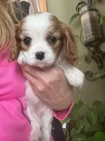 Amara, a female Cavalier King Charles Spaniel for sale in Centuria, WI – Photo 3 of 10