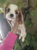 Amara, a female Cavalier King Charles Spaniel for sale in Centuria, WI – Photo 10 of 10