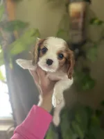 Amara, a female Cavalier King Charles Spaniel for sale in Centuria, WI – Photo 4 of 10