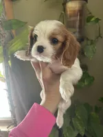 Amara, a female Cavalier King Charles Spaniel for sale in Centuria, WI – Photo 7 of 10