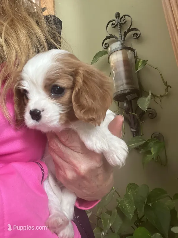 Amara, a female Cavalier King Charles Spaniel for sale in Centuria, WI – Photo 1 of 10