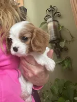 Amara, a female Cavalier King Charles Spaniel for sale in Centuria, WI – Photo 1 of 10
