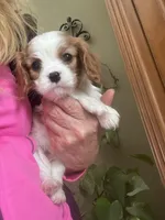 Amara, a female Cavalier King Charles Spaniel for sale in Centuria, WI – Photo 9 of 10