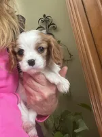 Amara, a female Cavalier King Charles Spaniel for sale in Centuria, WI – Photo 2 of 10