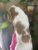 Amara, a female Cavalier King Charles Spaniel for sale in Centuria, WI – Photo 8 of 10