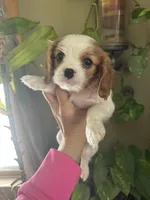 Amara, a female Cavalier King Charles Spaniel for sale in Centuria, WI – Photo 6 of 10