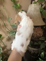 Ava, a female Cavalier King Charles Spaniel for sale in Centuria, WI – Photo 9 of 10