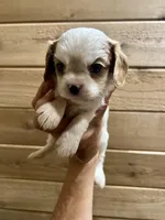 Ava, a female Cavalier King Charles Spaniel for sale in Centuria, WI – Photo 7 of 10