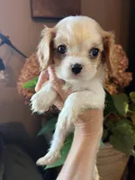 Ava, a female Cavalier King Charles Spaniel for sale in Centuria, WI – Photo 3 of 10