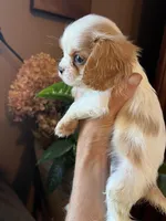 Ava, a female Cavalier King Charles Spaniel for sale in Centuria, WI – Photo 4 of 10