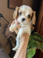Ava, a female Cavalier King Charles Spaniel for sale in Centuria, WI – Photo 6 of 10