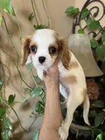 Ava, a female Cavalier King Charles Spaniel for sale in Centuria, WI – Photo 5 of 10