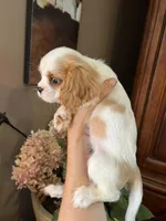 Ava, a female Cavalier King Charles Spaniel for sale in Centuria, WI – Photo 2 of 10