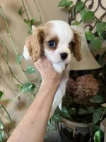 Ava, a female Cavalier King Charles Spaniel for sale in Centuria, WI – Photo 10 of 10